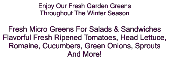 Enjoy Our Fresh Garden Greens Throughout The Winter Season  Fresh Micro Greens For Salads & Sandwiches Flavorful Fresh Ripened Tomatoes, Head Lettuce,  Romaine, Cucumbers, Green Onions, Sprouts And More!
